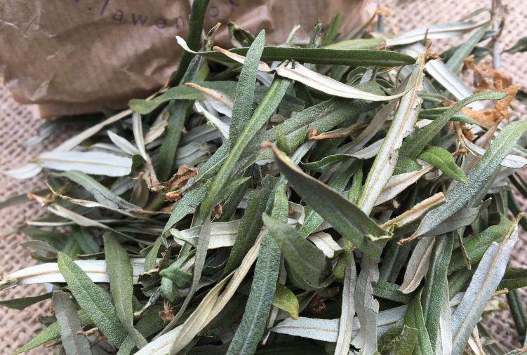 Herbatka - suszony liść rokitnika